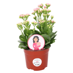 Kalanchoe 6 1 Pz