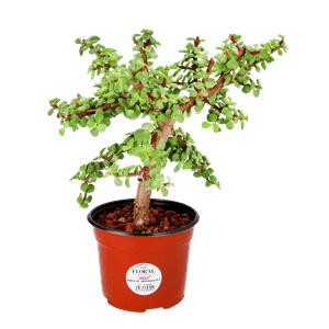 Árbol de la Abundancia 1 pz Árbol de la Abundancia  1 Pz