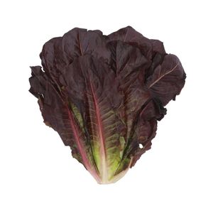 Lechuga Orejona Roja 1 Pz