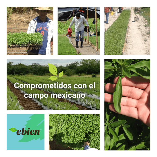 Ebien Hoja Seca Natural Stevia en Polvo 50 Sobres - H-E-B México