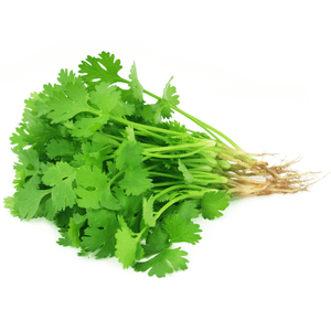 HEB Cilantro Manojo