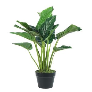 Alocasia con Maceta 60 Cm 1 Pz